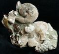 Beautiful Polished Ammonite Cluster - / Wide #12104-2